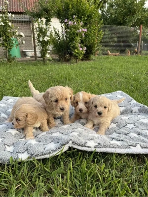  maltipoo toy pudel+bichon 