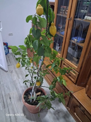 lam i pe rod al doile an 