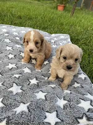  maltipoo toy pudel+bichon  - imagine 3