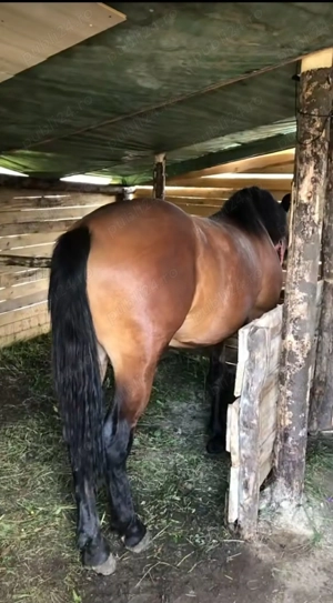 Mânze de 1 an și 8 luni  - imagine 2