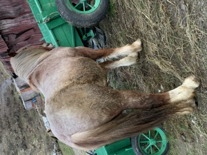 Mânze de 1 an și 8 luni  - imagine 3