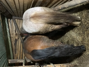 Mânze de 1 an și 8 luni 