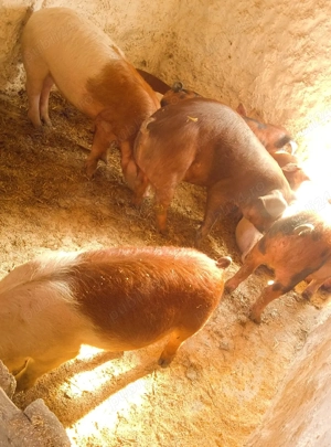 soldani rasa duroc danez  - imagine 3