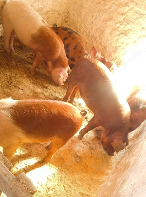 soldani rasa duroc danez  - imagine 2