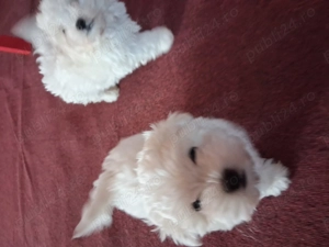 Cautam căsuța noua !!! - imagine 3