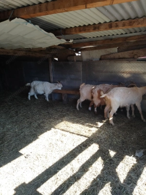 Capre de vnzare - imagine 2