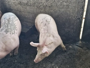 vand suldei - imagine 2