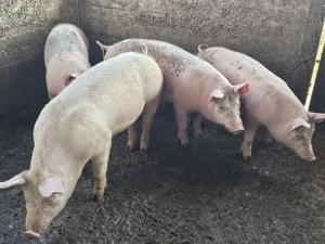 vand suldei - imagine 5