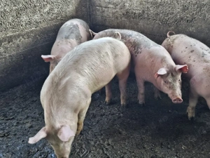 vand suldei - imagine 3