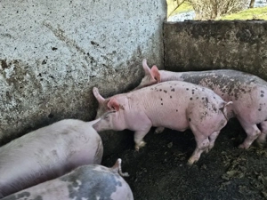 vand suldei - imagine 4