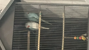 Papagali Micul alexander  - imagine 4