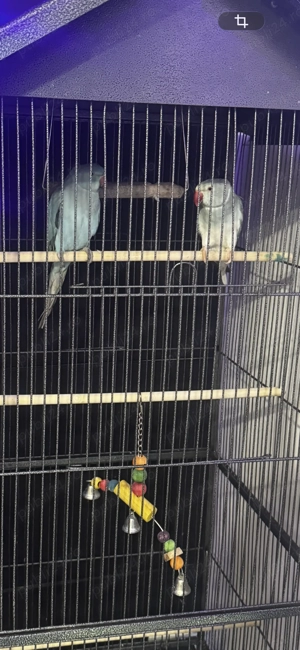 Papagali Micul alexander 