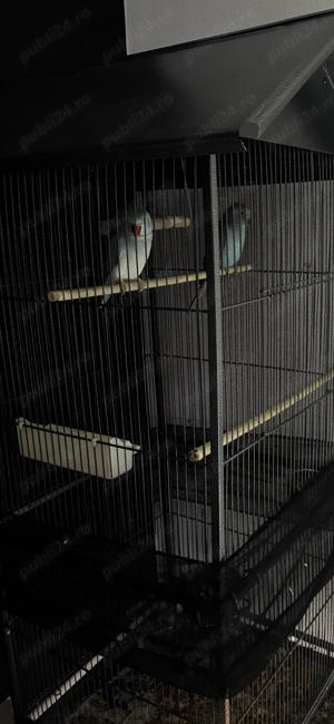 Papagali Micul alexander  - imagine 2