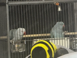 Papagali Micul alexander  - imagine 3