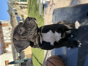 Pui amstaff caută căsuță