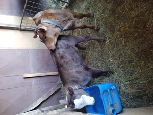 Vand vaca cu vitei tauras si vitea  - imagine 3