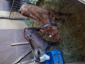 Vand vaca cu vitei tauras si vitea  - imagine 2