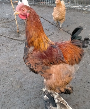 Păsări de curte  - imagine 3