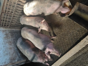 De vânzare scrofițe și porci din rasa pietrain - imagine 2