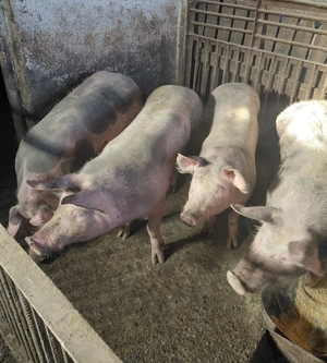 De vânzare scrofițe și porci din rasa pietrain - imagine 4