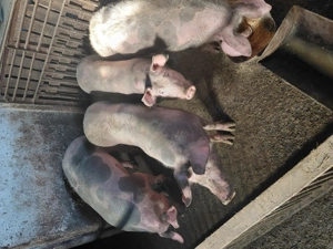 De vânzare scrofițe și porci din rasa pietrain - imagine 3