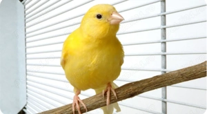 Vând 2 canari pereche - imagine 2