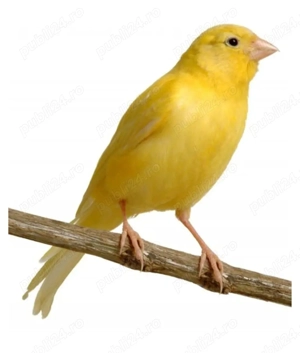 Vând 2 canari pereche - imagine 3