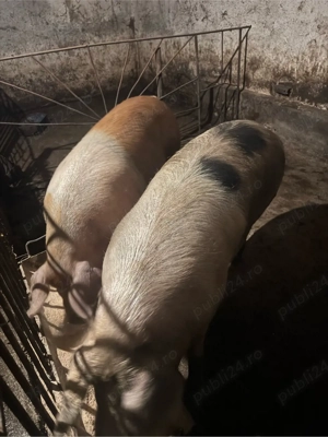 porci grasi - imagine 3