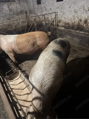 porci grasi - imagine 5