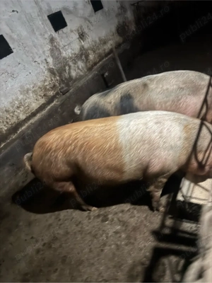 porci grasi - imagine 2