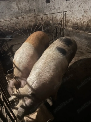 porci grasi - imagine 4