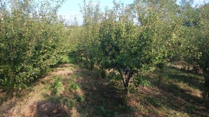 OPORTUNITATE INVESTIȚIE: Gospodarie completa 3500mp teren si 2,8 ha teren  Fauresti, Ramnicu Valcea - imagine 4