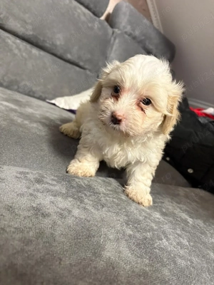 vand pui de bichon - imagine 3