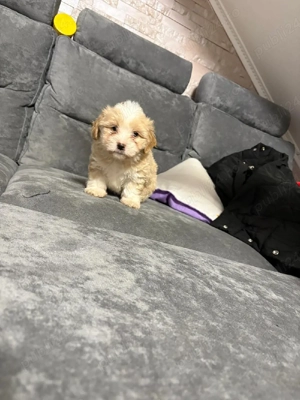 vand pui de bichon - imagine 4