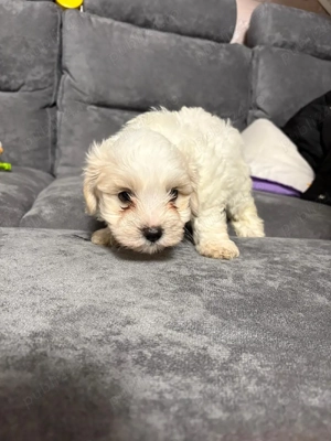 vand pui de bichon - imagine 5
