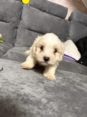 vand pui de bichon - imagine 2