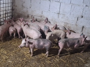 de vanzare purcei de 13 sapatamani rasa de carne 