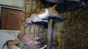 Tapisor anglo nubian - imagine 3