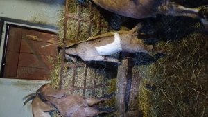 Tapisor anglo nubian - imagine 5