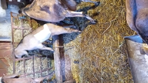 Tapisor anglo nubian