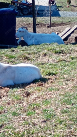 Vând 4 capre gestante și 3 ieduțe de anul trecut  - imagine 5