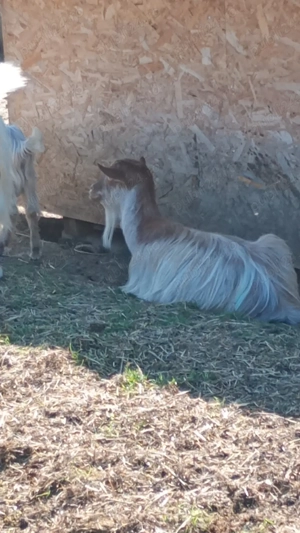 Vând 4 capre gestante și 3 ieduțe de anul trecut  - imagine 4