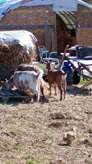 Vând 4 capre gestante și 3 ieduțe de anul trecut  - imagine 3