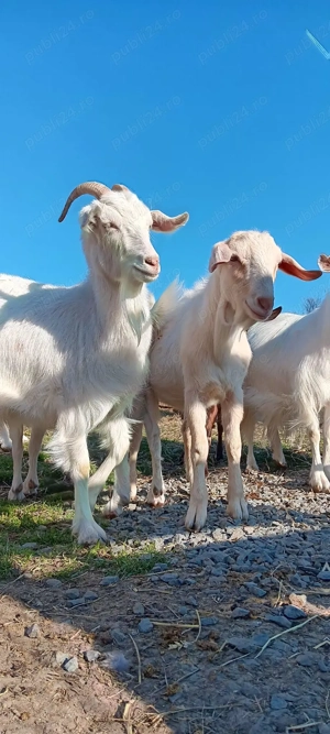 Vând 4 capre gestante și 3 ieduțe de anul trecut  - imagine 2