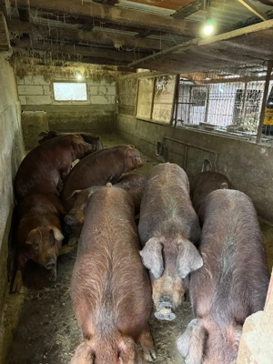 porci de carne rasa duroc pur - imagine 3