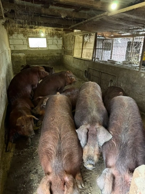 porci de carne rasa duroc pur - imagine 4