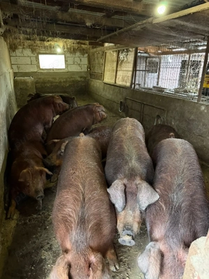 porci de carne rasa duroc pur - imagine 5