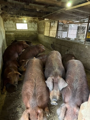 porci de carne rasa duroc pur - imagine 2