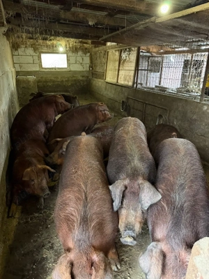 porci de carne rasa duroc pur