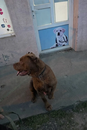 American bully xxl - imagine 3